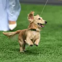 Leo disfrutando del astroturf en el Gran Premio de Miami