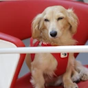 Leo se ha convertido en una cara familiar en el paddock